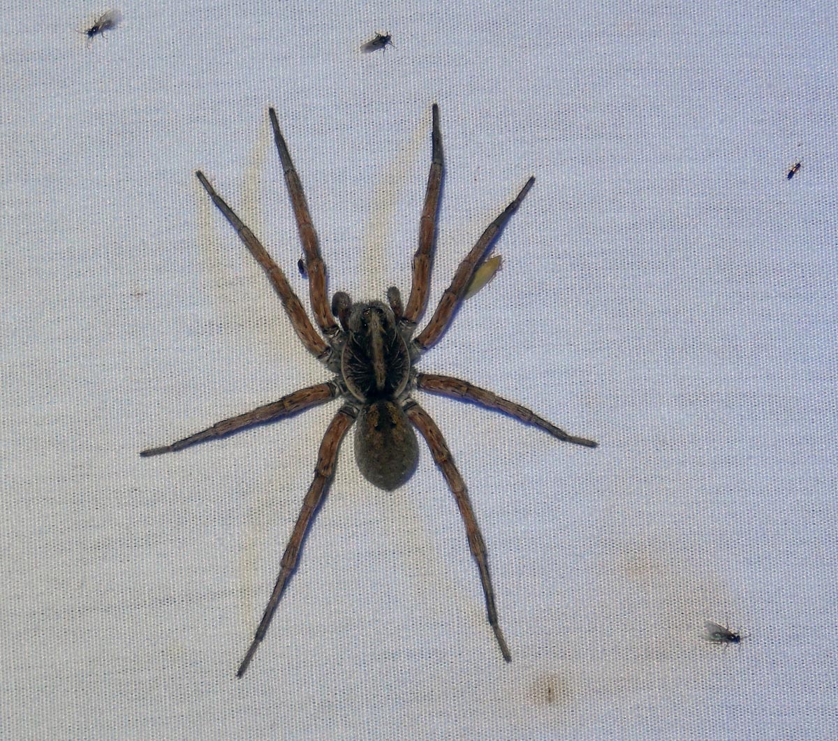 Черно белый паук дома фото