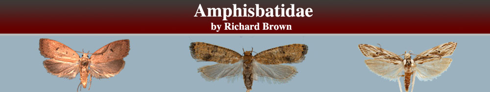 Amphisbatidae