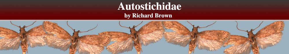 Autostichidae header