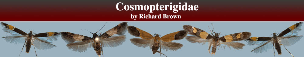 Comopterigidae header