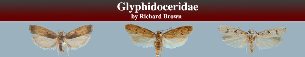 Glyphidoceridae Header