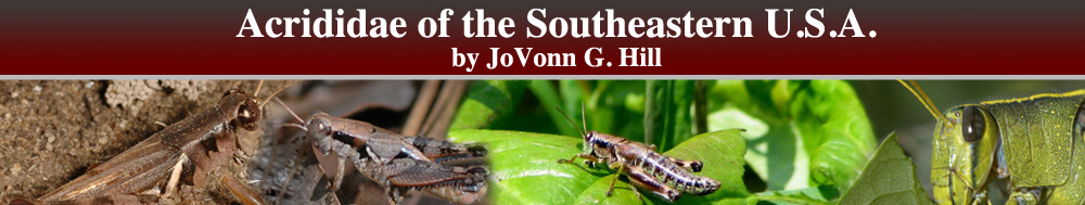 Acrididae of the Southeastern United States by JoVonn G. Hill