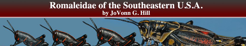 Romaleidae of the Southeastern United States