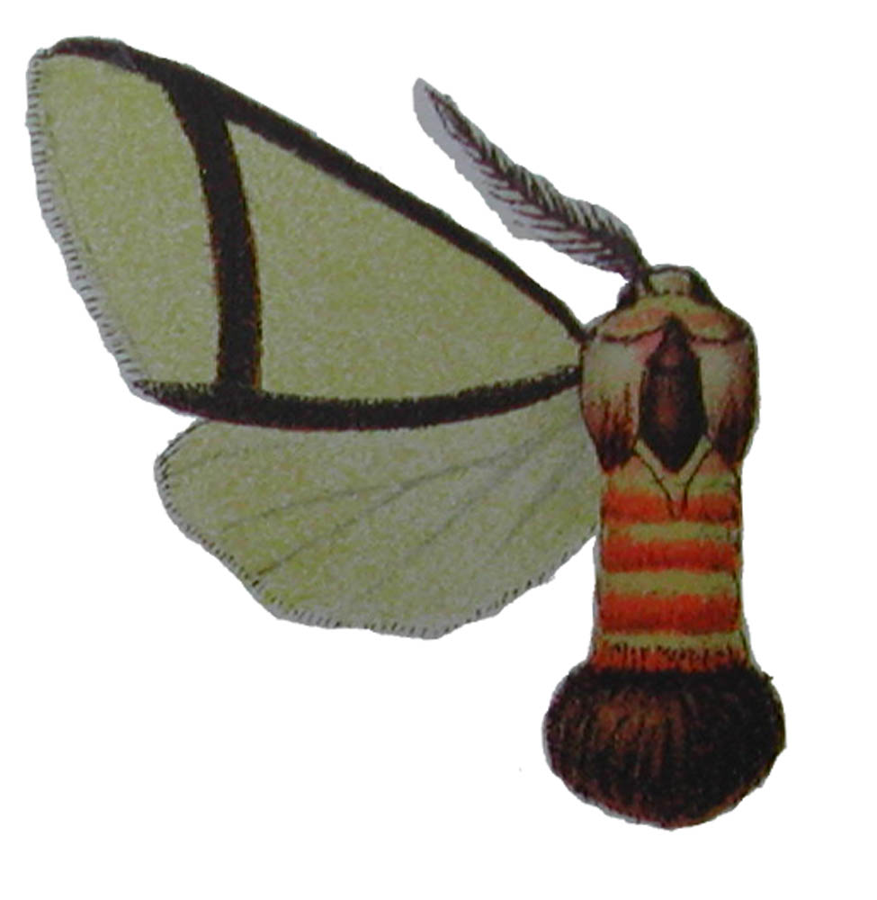 Epanaphe clarilla
