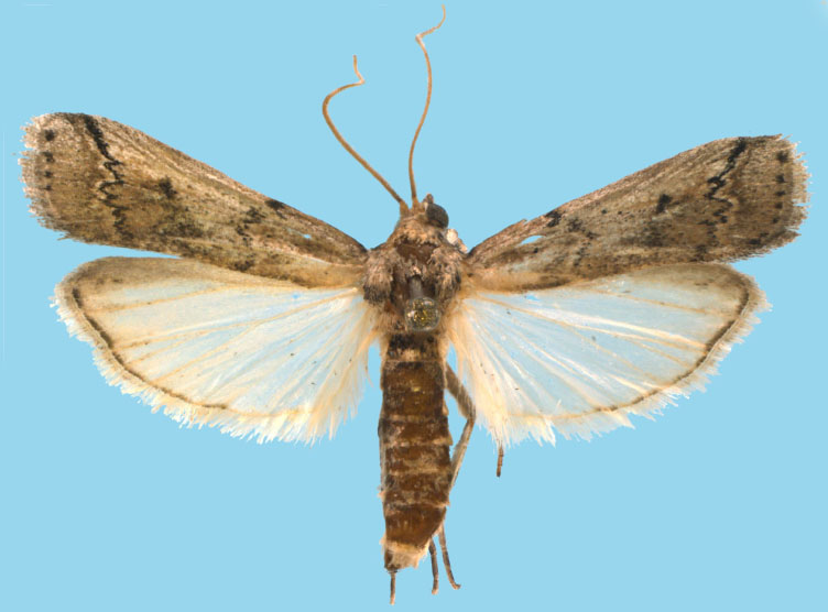 Cactoblastis cactorum adult