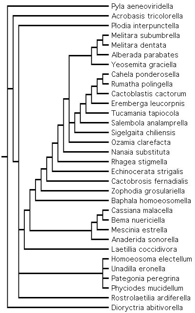 Consensus tree of cactus-feeding Phycitinae and their relatives