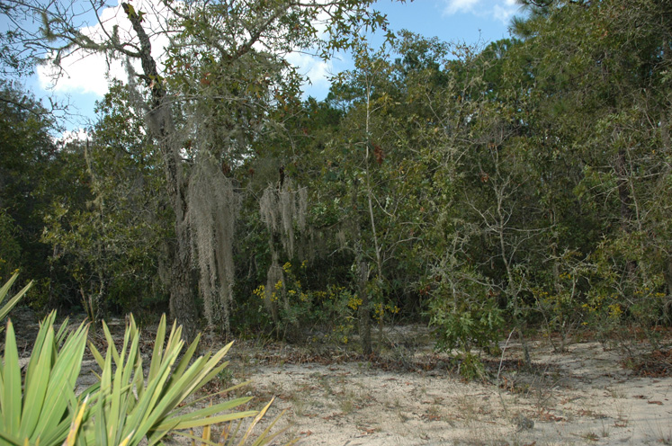 big hammock sandhill