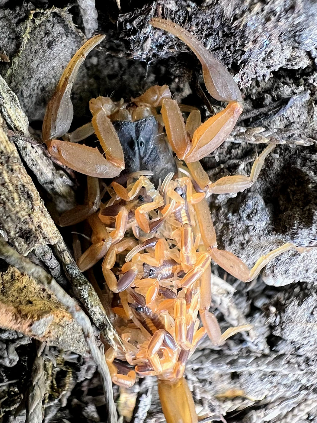 Striped Bark Scorpion  Missouri Department of Conservation