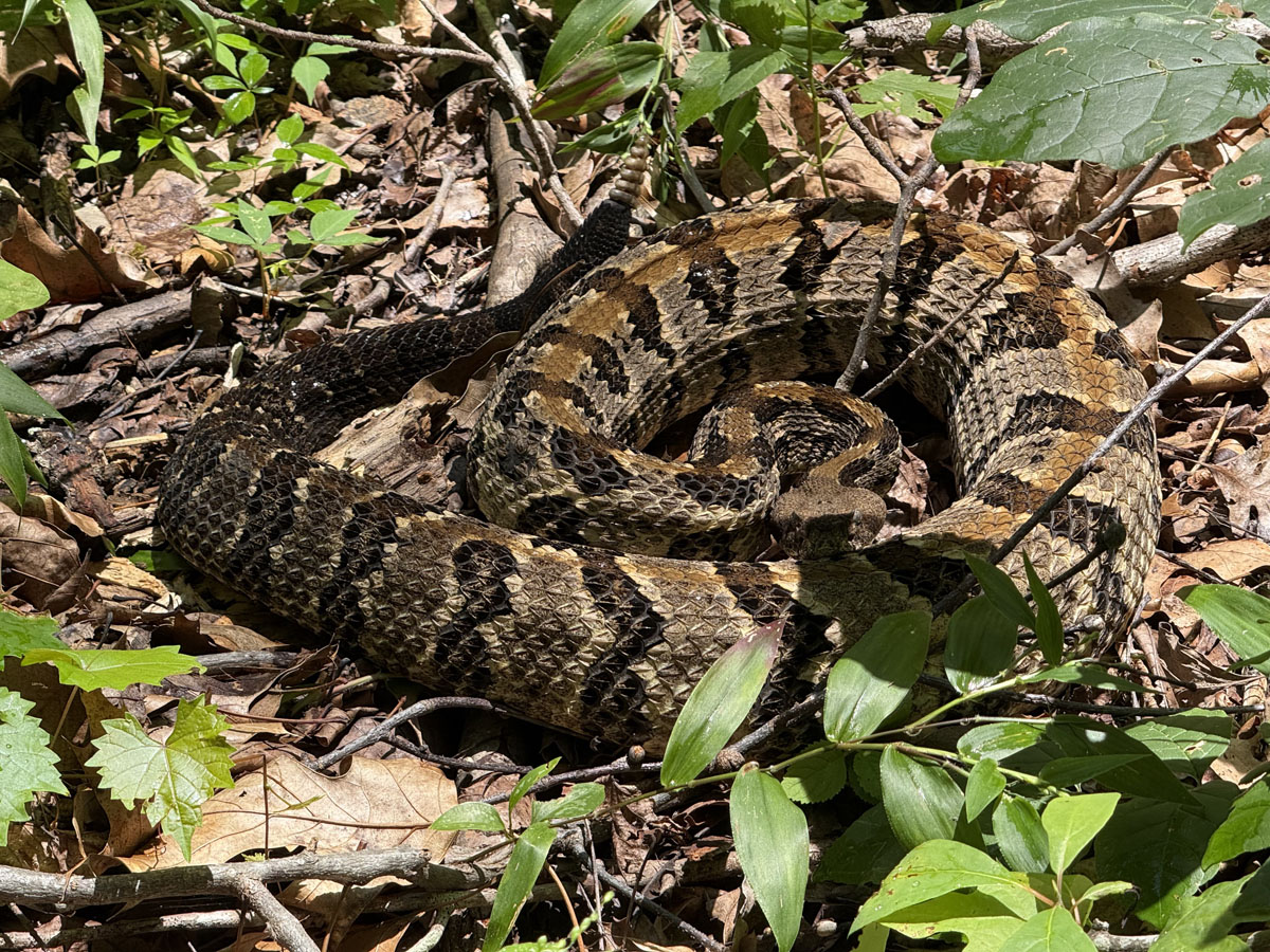 Timber Rattlesnake