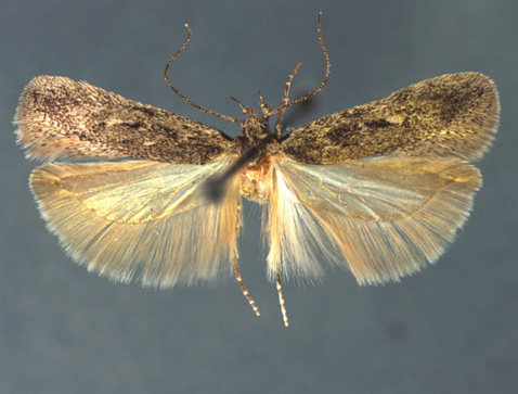 Gelechia caudatae-Type specimen