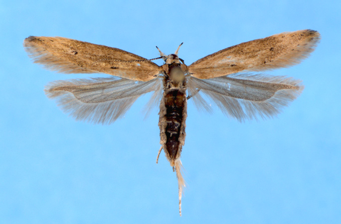 Sitotroga cerealella (Olivier)