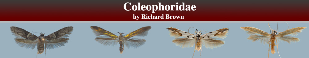 Coleophoridae Header