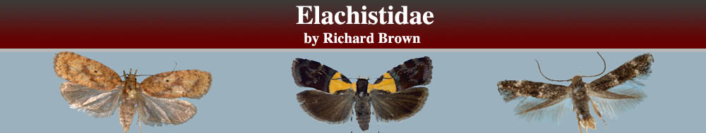 Elachistidae header