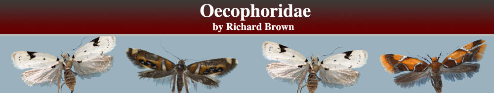 Oecophoridae Header