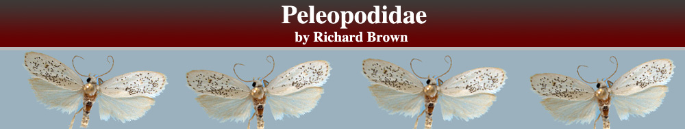 Peleopodidae Header