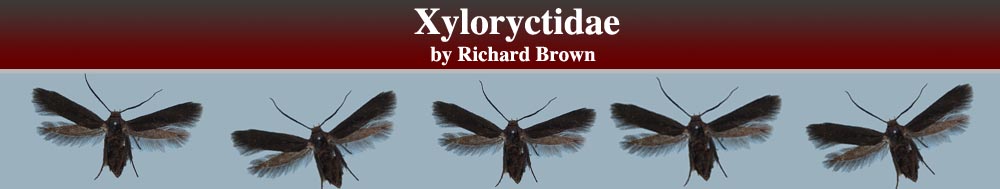 Xyloryctidae Header