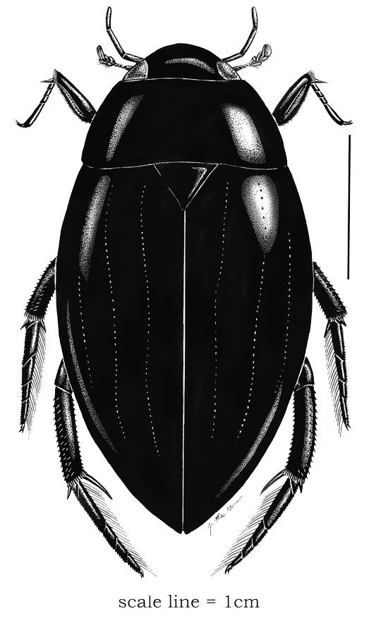 Dibolocelus ovatus (Gemminger and Harold)