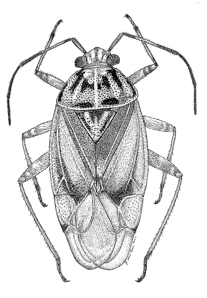 Lygus lineolaris the tarnished plant bug drawing by Joe MacGown