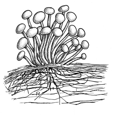 fungi drawing