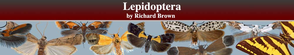 Lepidoptera Header