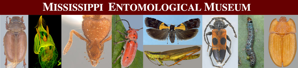 Mississippi Entomomological Museum Header