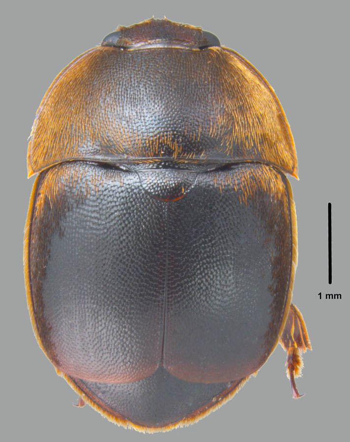 Aethina tumida Murray - small hive beetle  adult by Joe MacGown