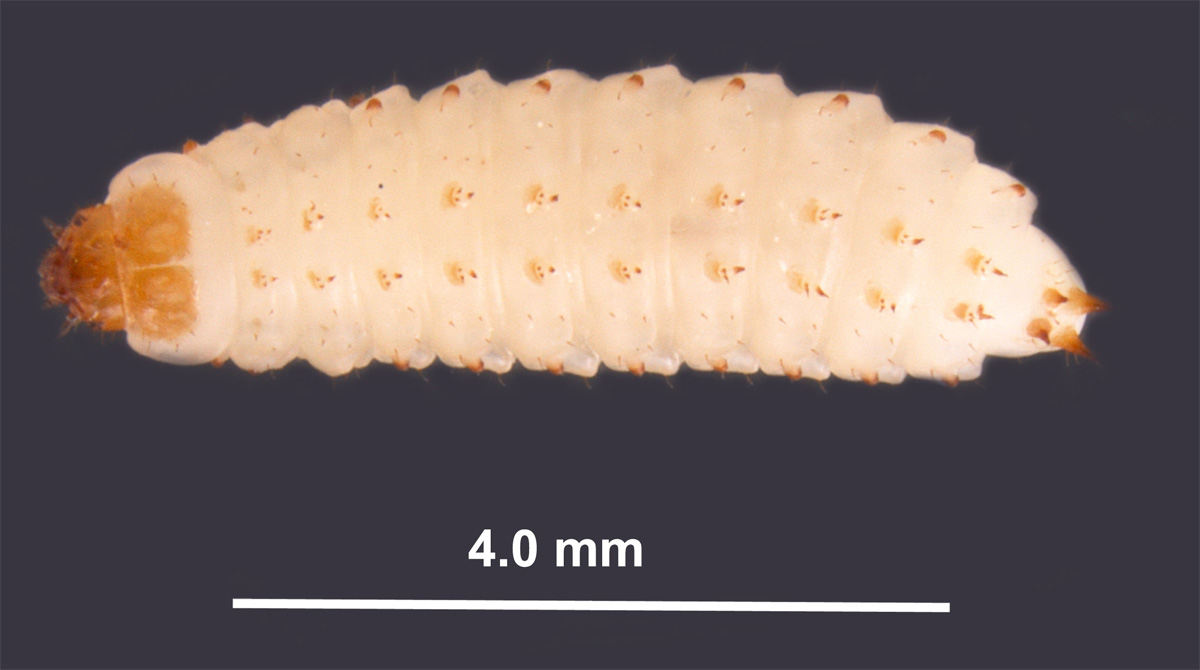 Aethina tumida Murray, dorsal view of larva by Joe MacGown