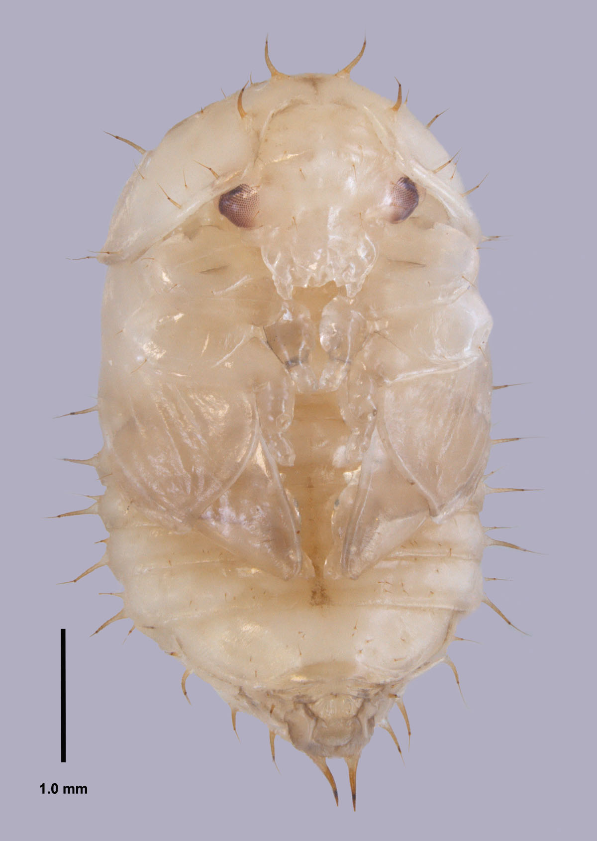Aethina tumida Murray, ventral view of pupa by Joe MacGown