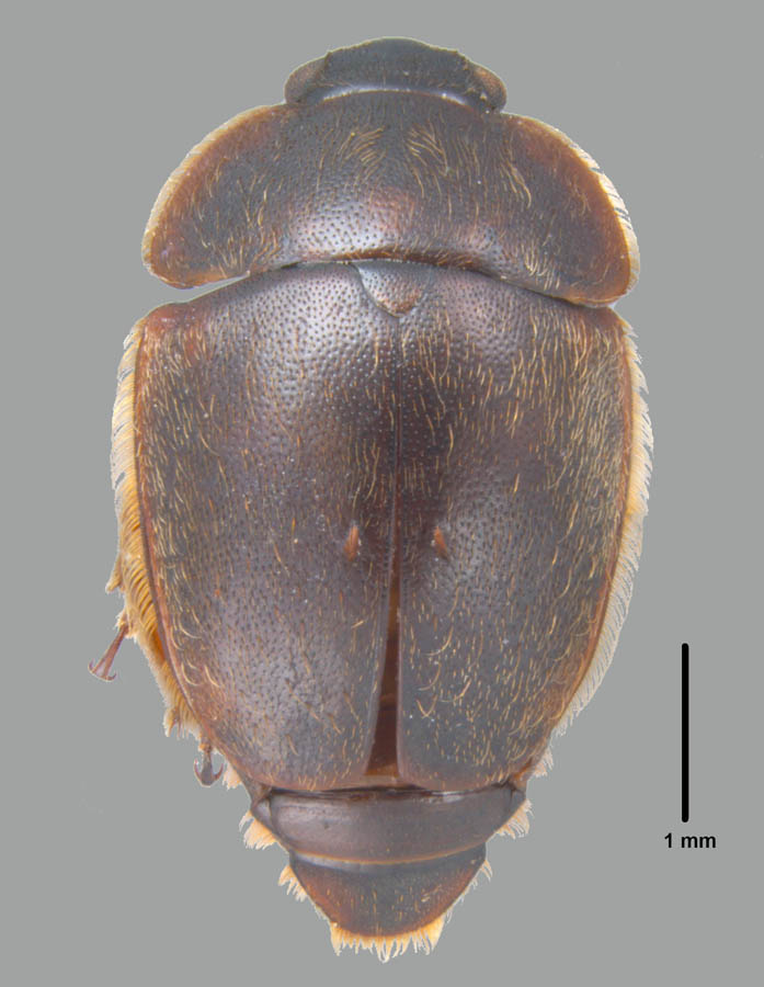 Amphicrossus ciliatus (Olivier) 