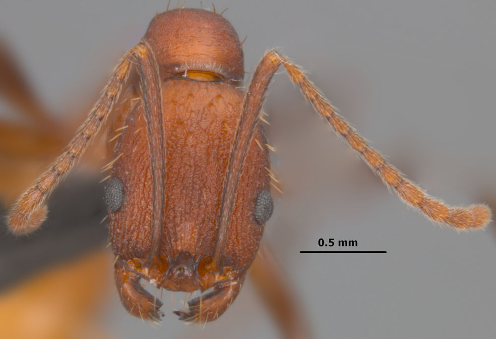 Aphaenogaster lamellidens head