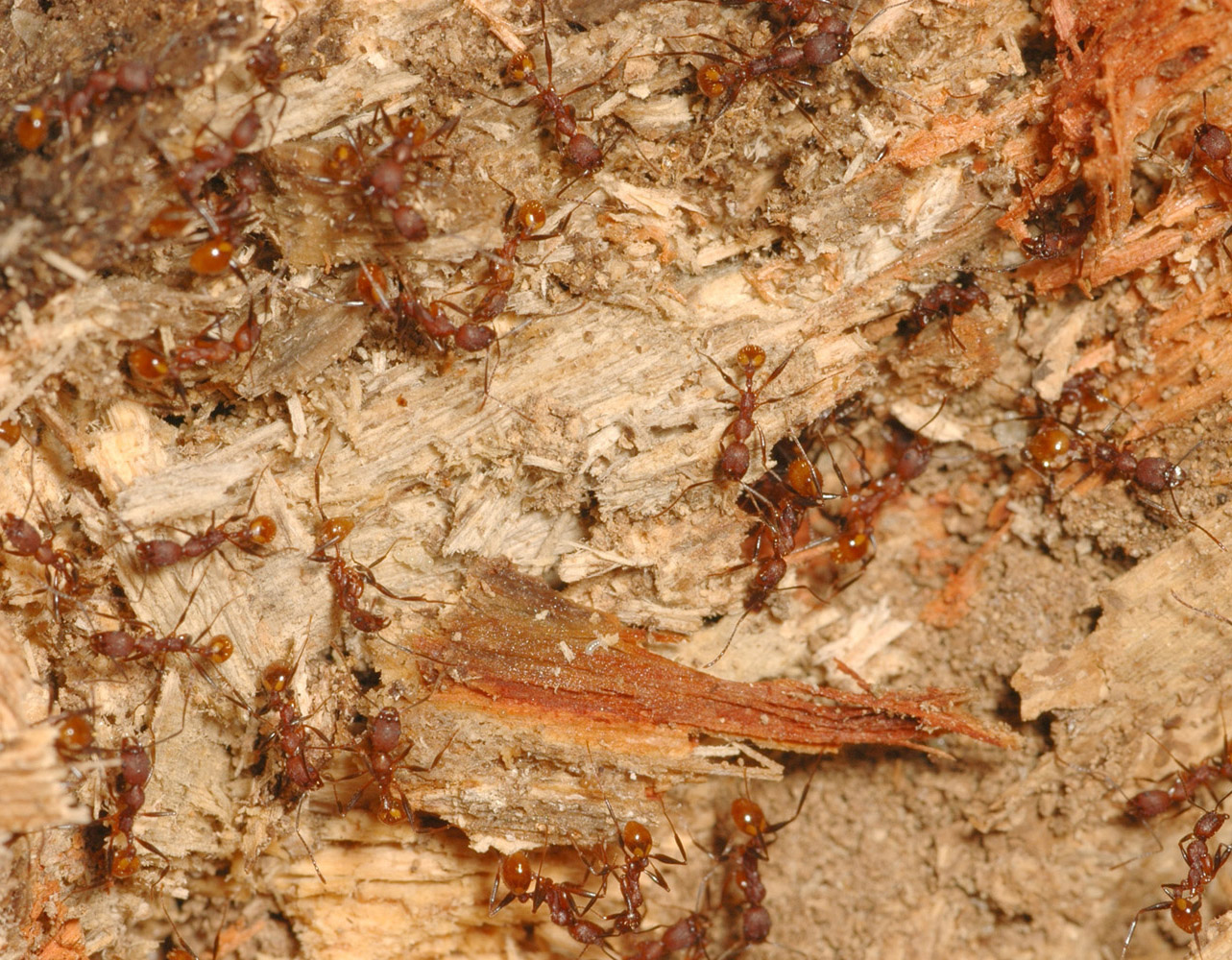 Aphaenogaster lamellidens colony