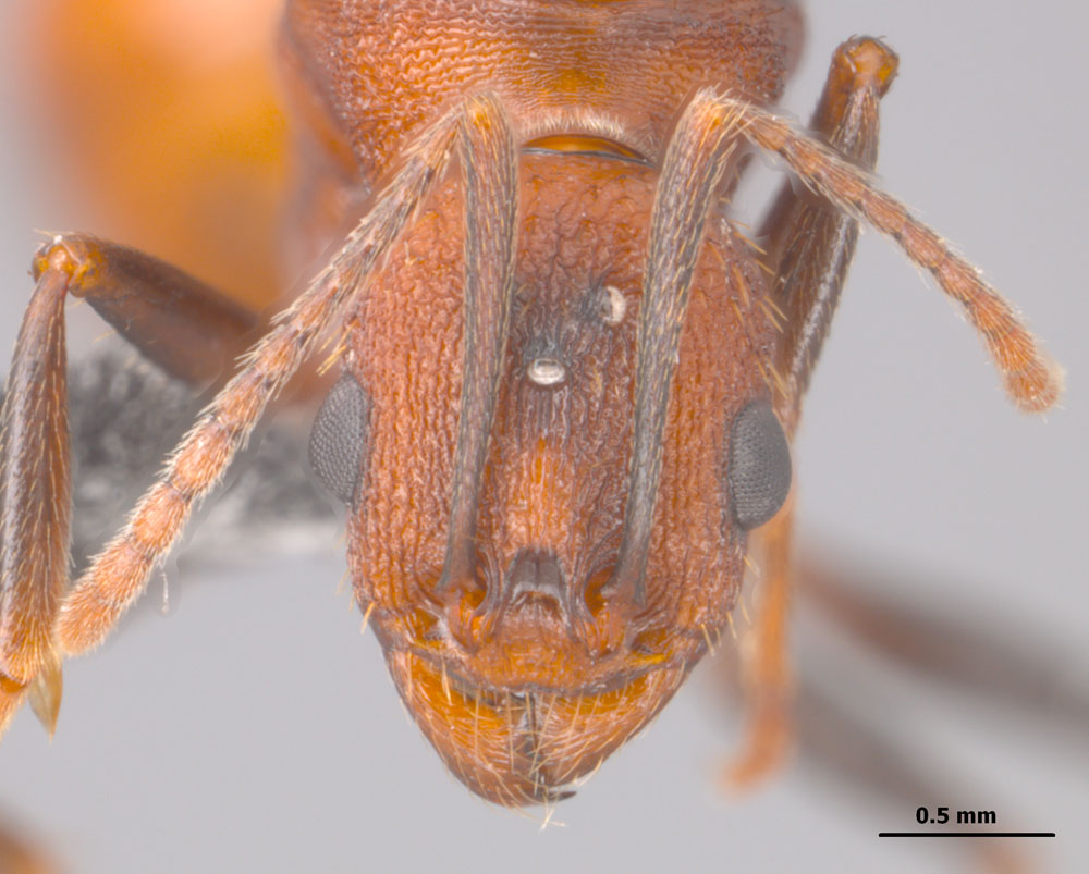 Aphaenogaster lamellidens queen, fave