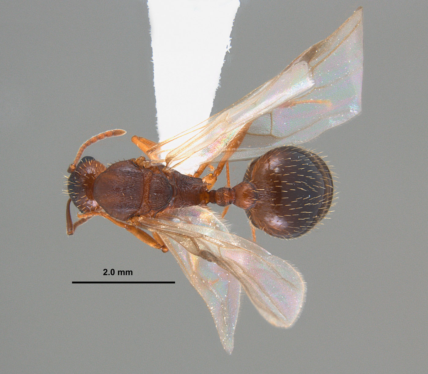 Aphaenogaster carolinensis dorsalview of alate queen