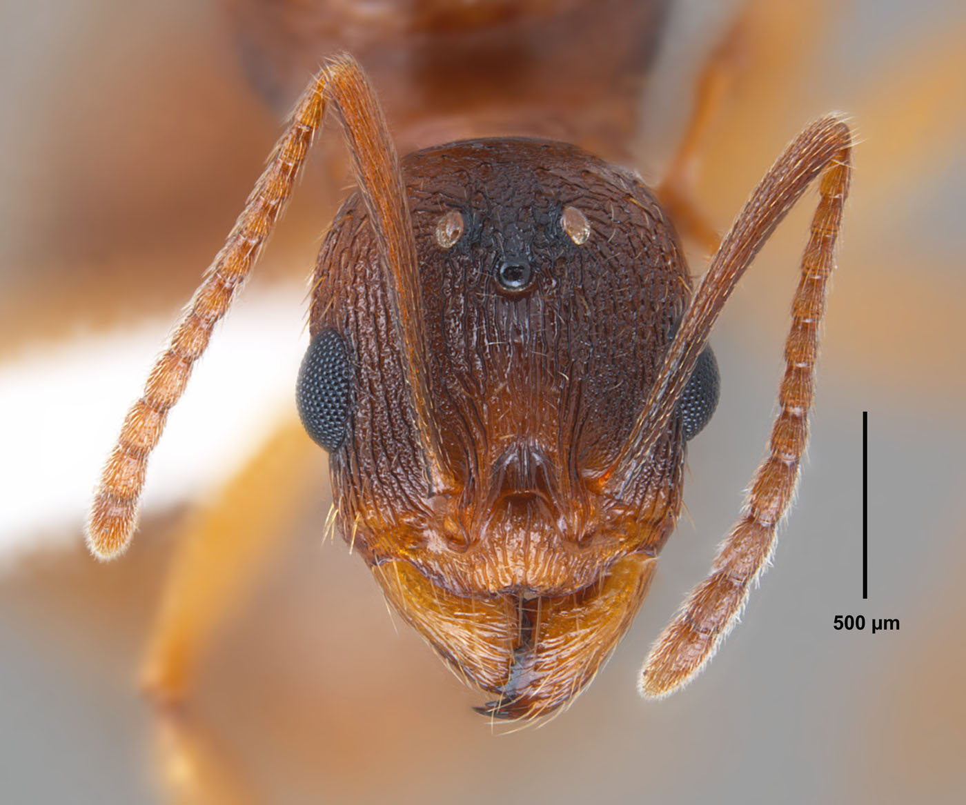 Aphaenogaster carolinensis full face view of alate queen