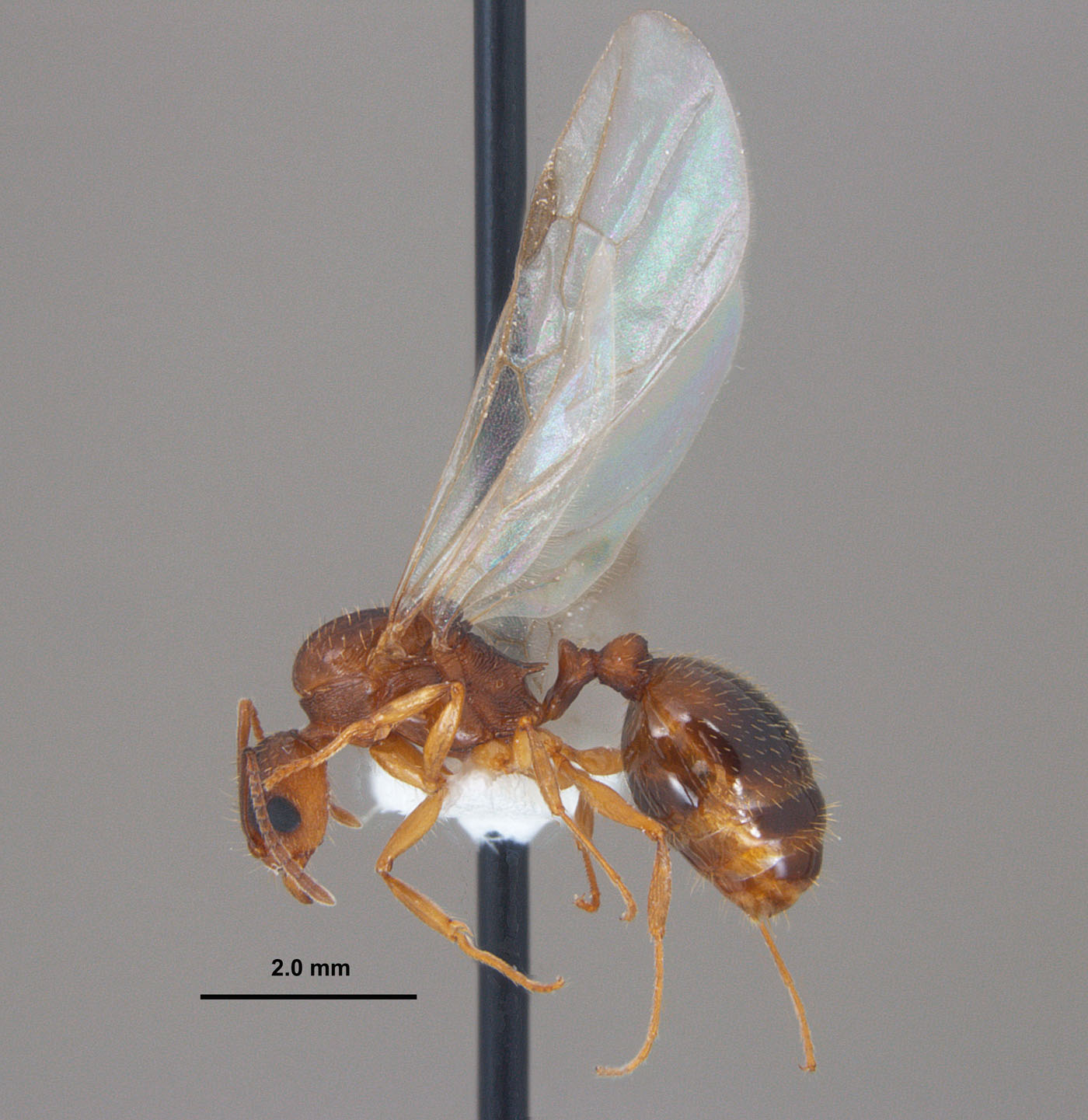 Aphaenogaster carolinensis lateral view of alate queen