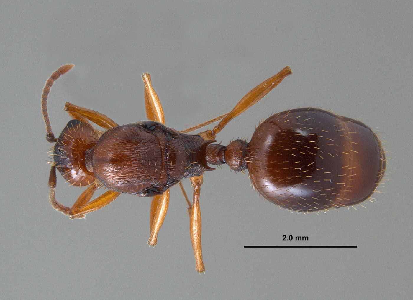Aphaenogaster carolinensis queen dorsum