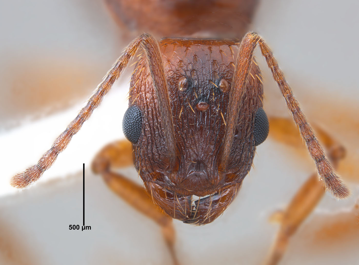 Aphaenogaster carolinensis queen head
