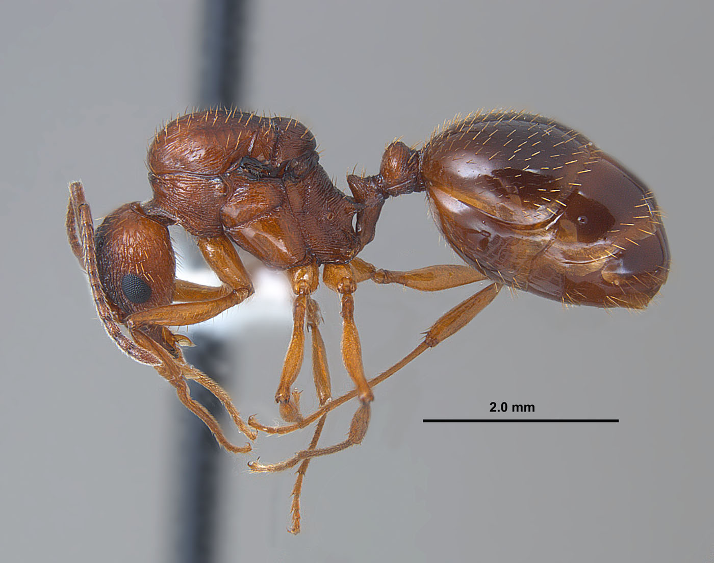 Aphaenogaster carolinensis queen side