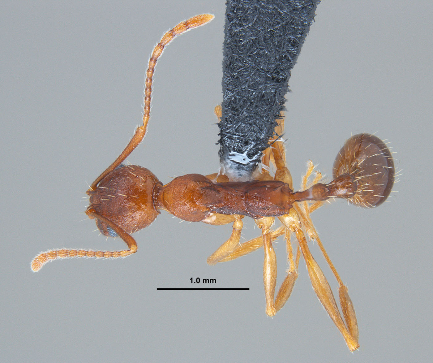 Aphaenogaster carolinensis dorsal view of worker