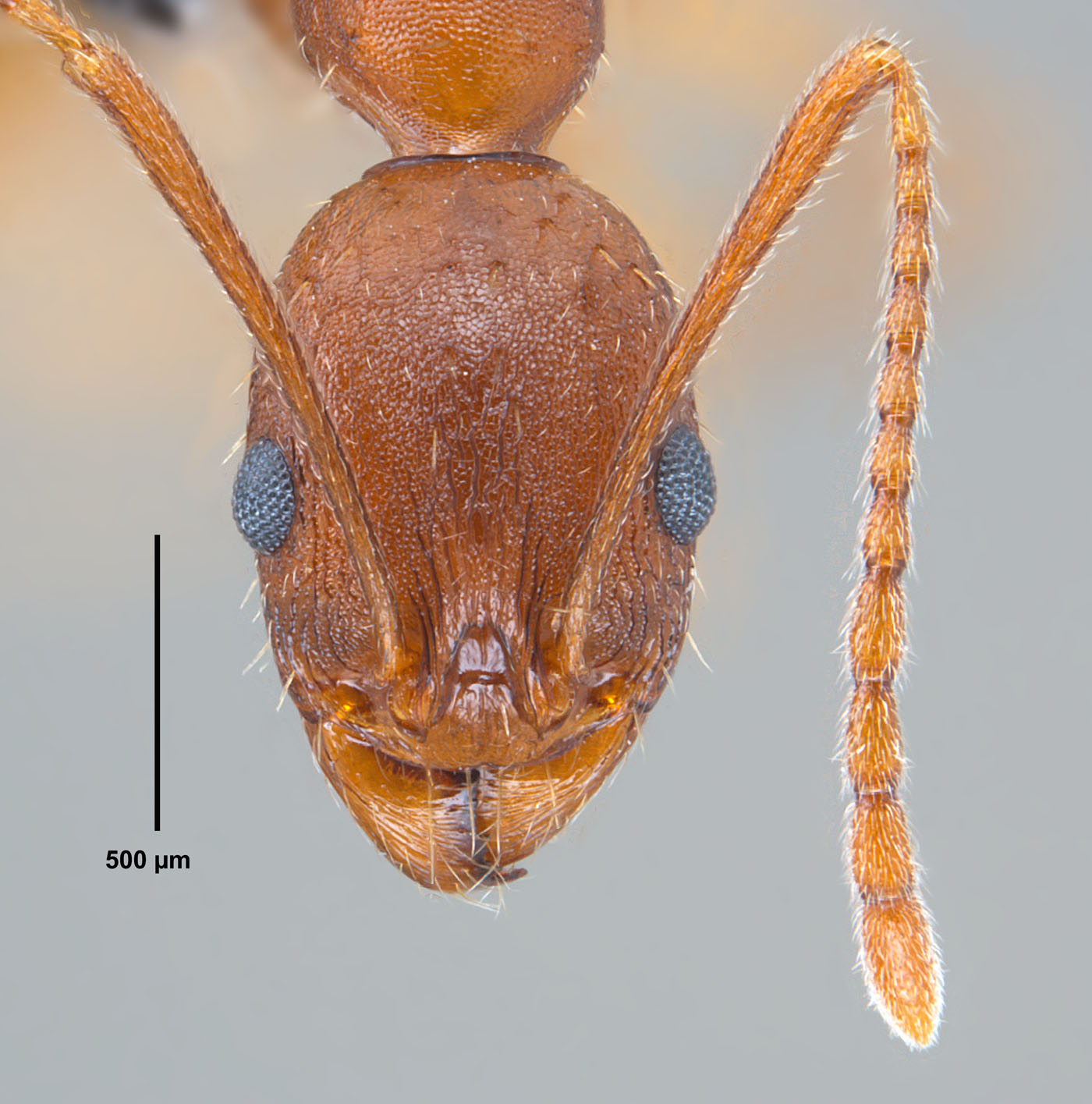 Aphaenogaster carolinensis full face view of worker.