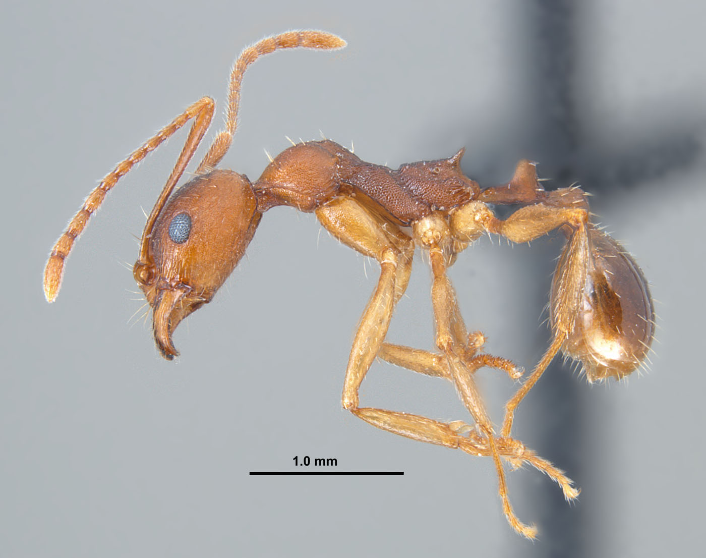 Aphaenogaster carolinensis lateral view of worke
