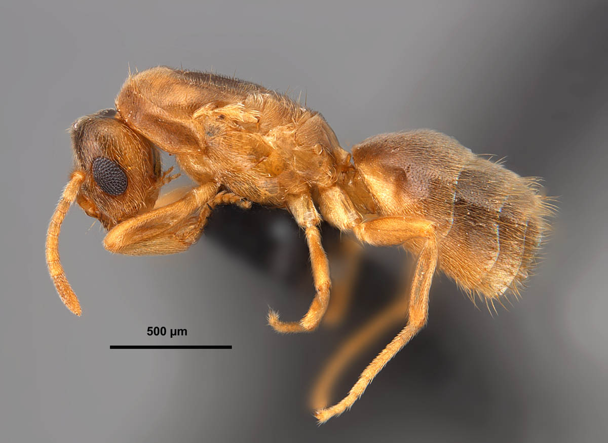 Brachymyrmex Depilis Emery