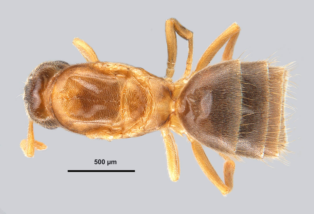 Brachymyrmex Depilis Emery