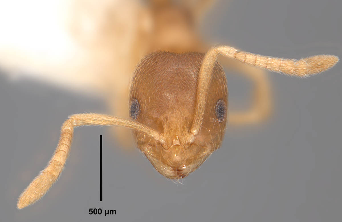 Brachymyrmex Depilis Emery