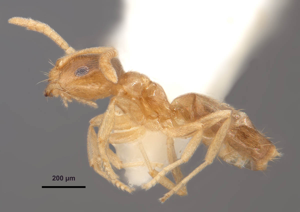 Brachymyrmex Depilis Emery