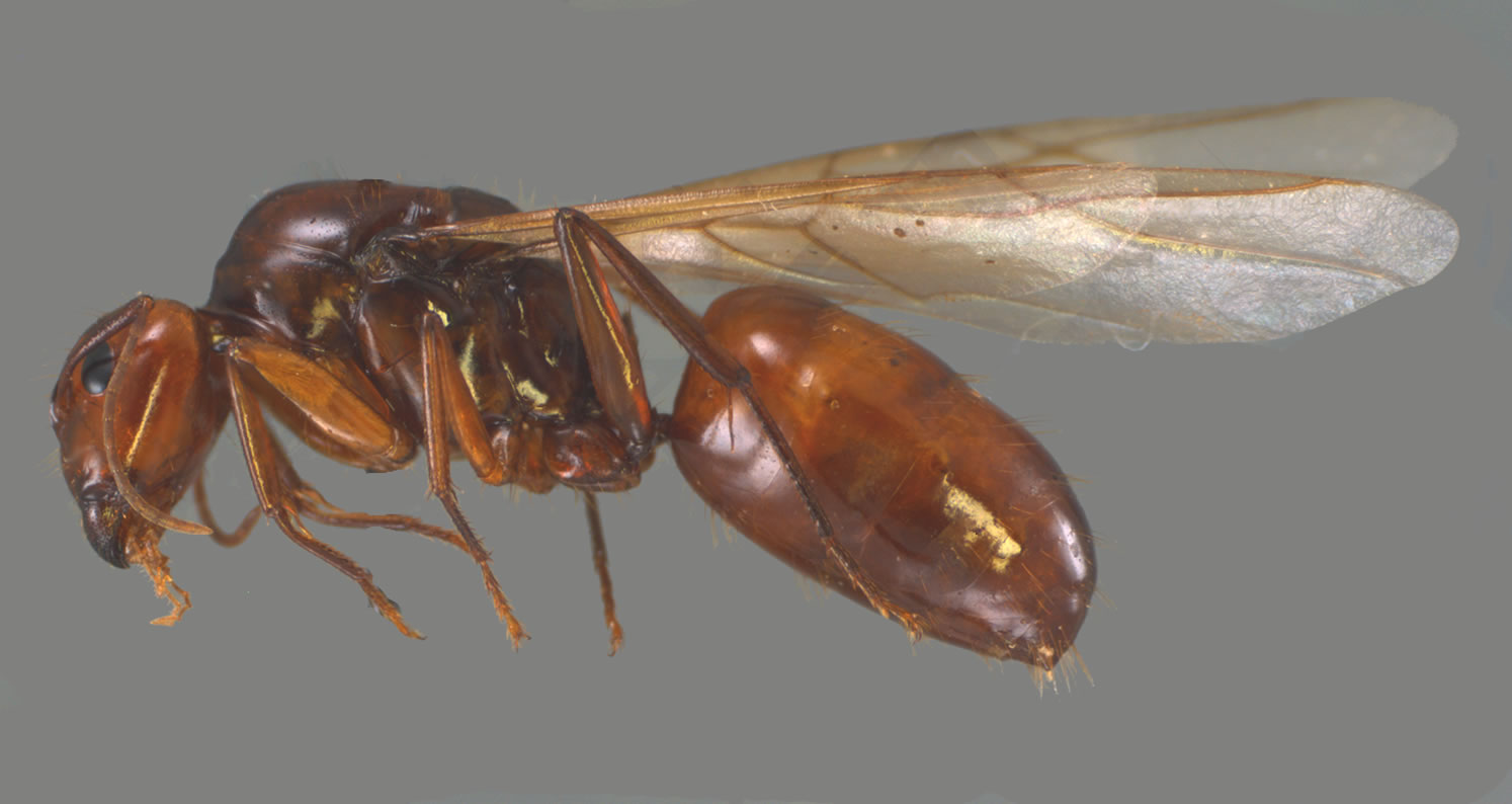 Camponotus castaneus queen profile