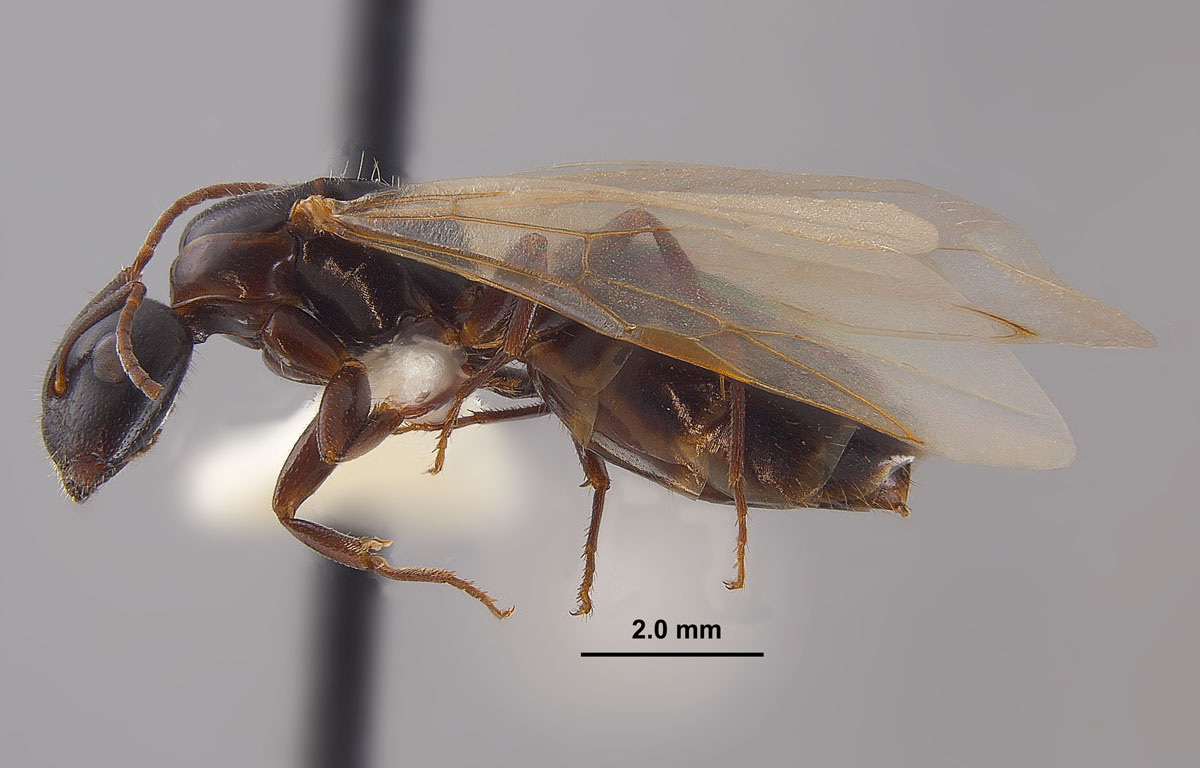 Camponotus caryae queen side Camponotus caryae queen side