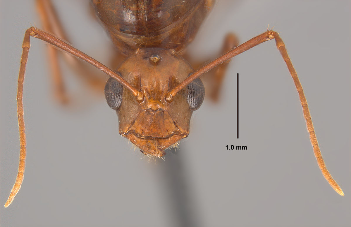 Camponotus castaneus, full face view of a male Camponotus castaneus, full face view of a male