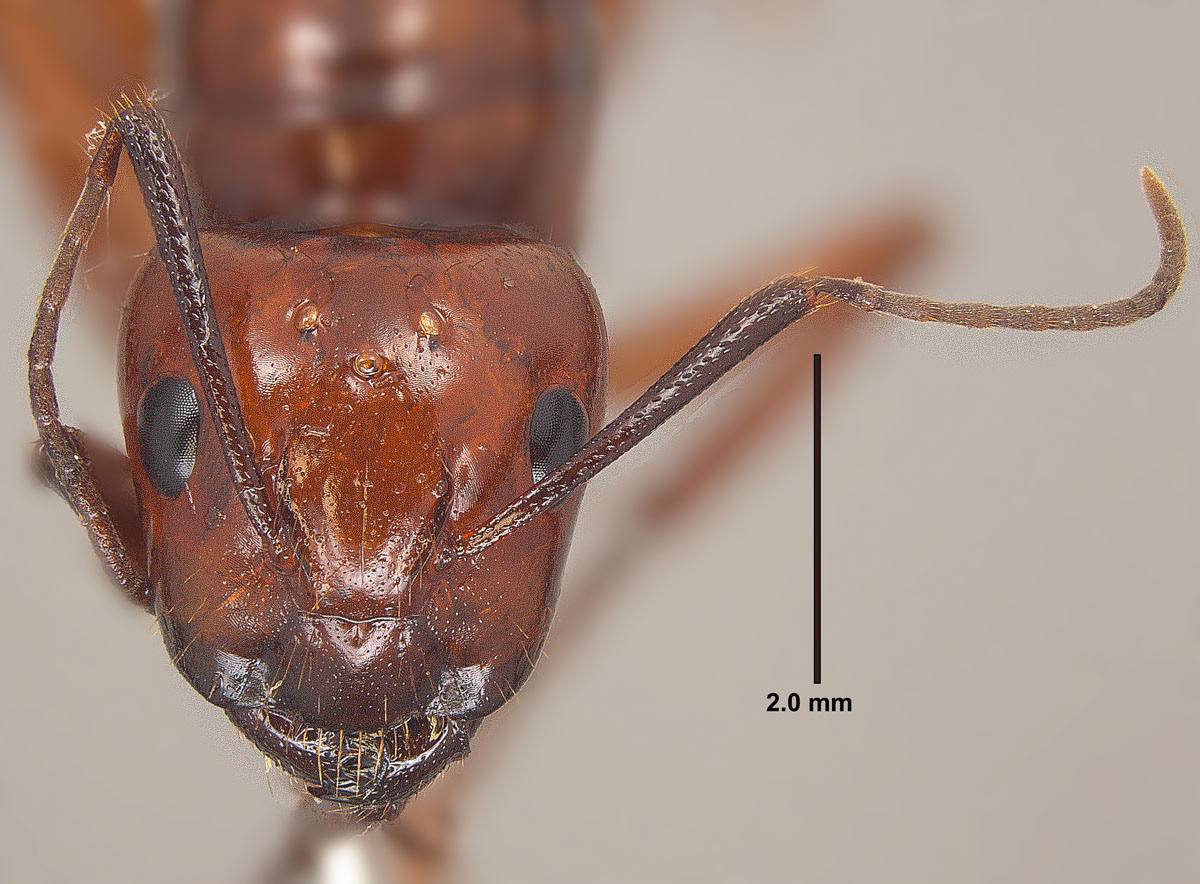 Camponotus castaneus, full face view of a queen Camponotus castaneus, full face view of a queen