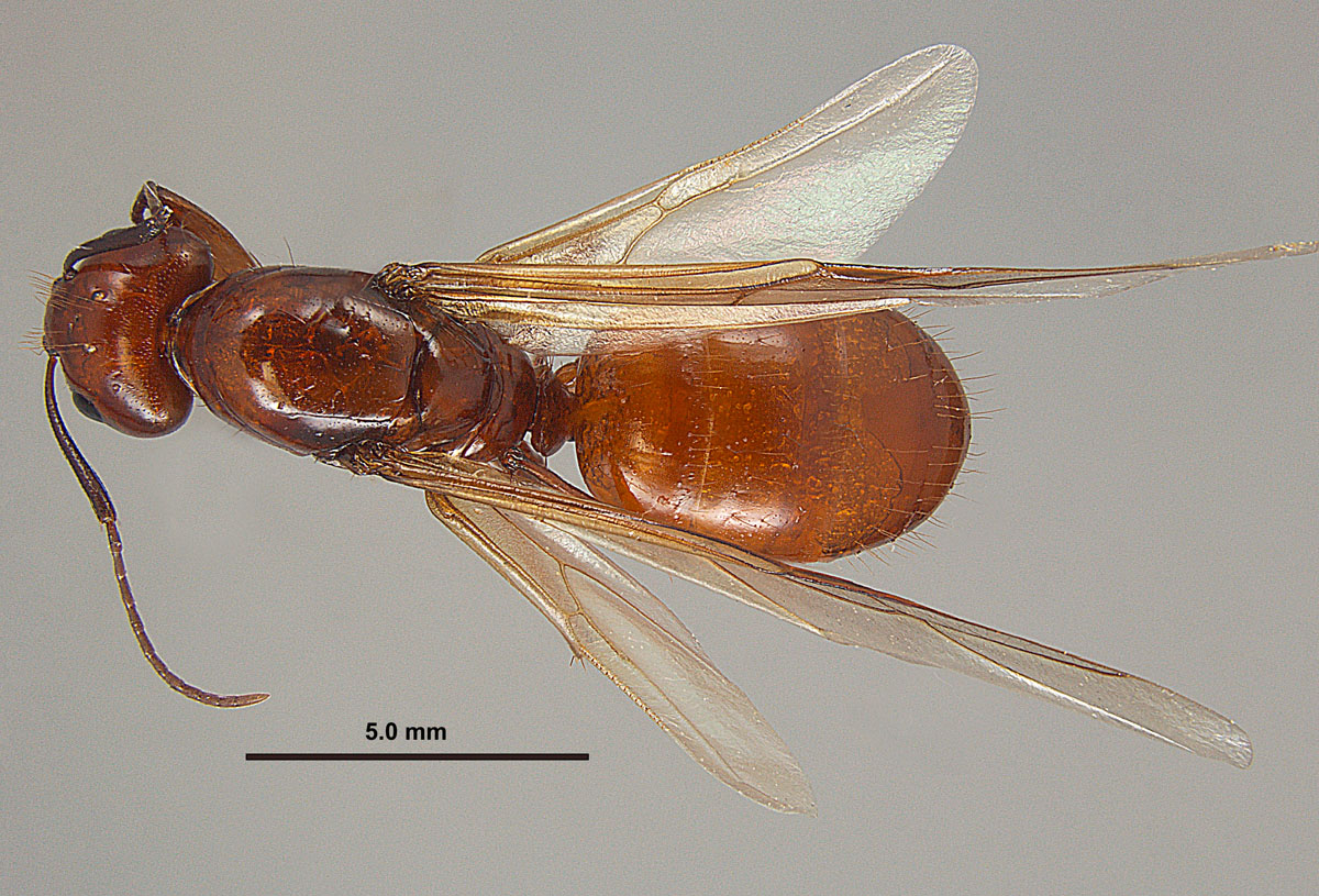 Camponotus castaneus, dorsal view of a queen Camponotus castaneus, dorsal view of a queen